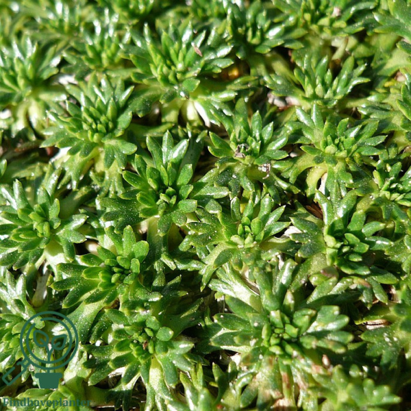 Azorella trifurcata 'Nana', Gummipude