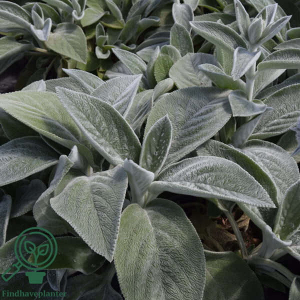Stachys byzantina 'Big Ears', Lammeøre