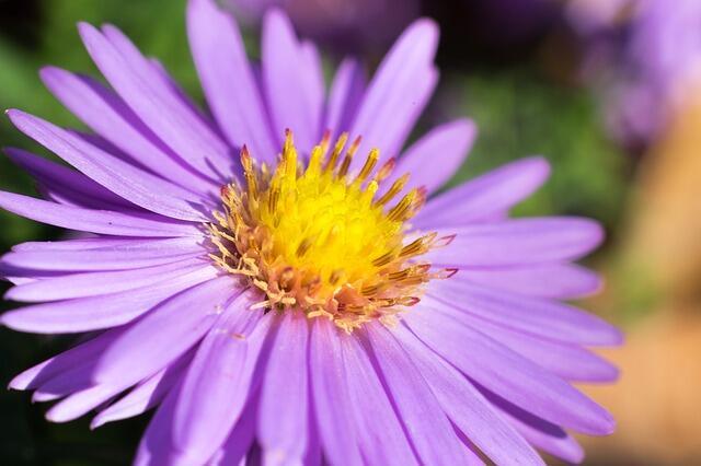 Aster novae-angliae 'Violetta', Aster