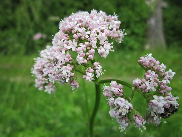 Valeriana officinalis, Lægebaldrian