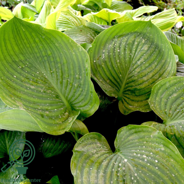 Hosta hybrid 'Empress Wu', Funkia
