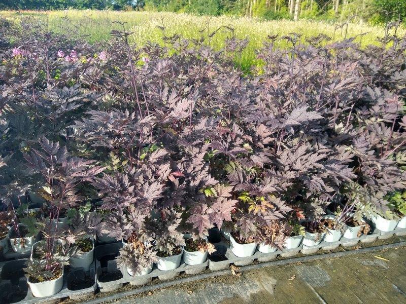 Cimicifuga hybrid 'Chocoholic'®, Sølvlys