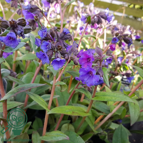 Pulmonaria hybrid 'Blue Ensign', Lungeurt