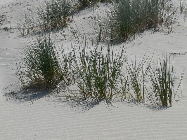 Ammophila arenaria, sand-Hjælme