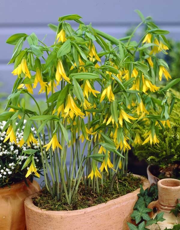 Uvularia grandiflora, Tapurt