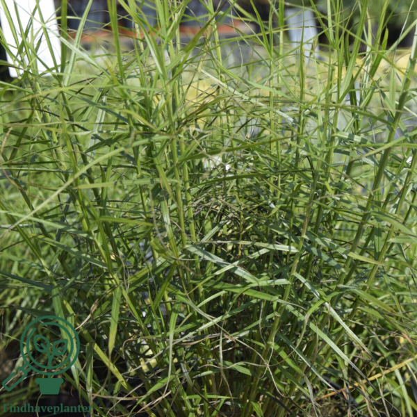 Carex muskingumensis 'Little Midge', Palmebladsstar, star