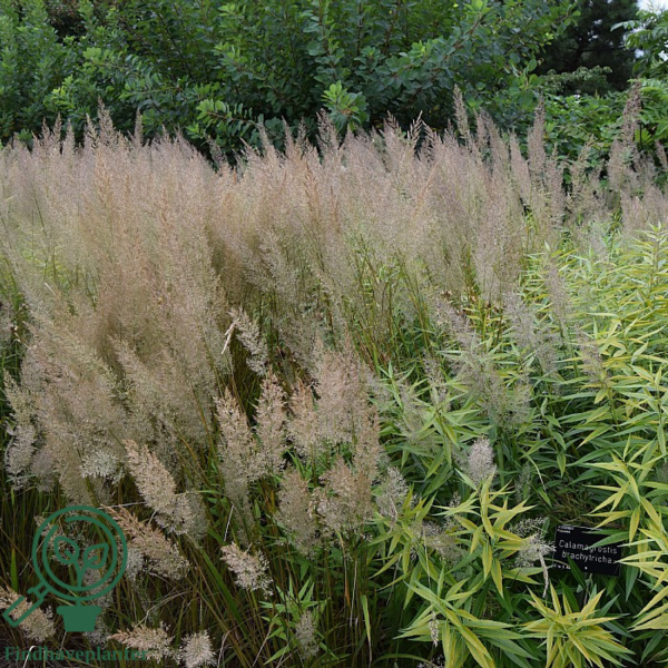 Calamagrostis brachytrica, Sandrørhvene