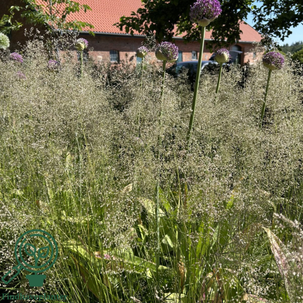 Deschampsia cespitosa 'Goldtau', Mosebunke