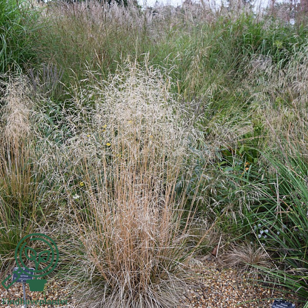 Deschampsia cespitosa 'Bronzeschleier', Mosebunke
