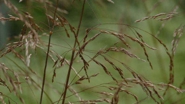 Deschampsia cespitosa 'Bronzeschleier', Mosebunke