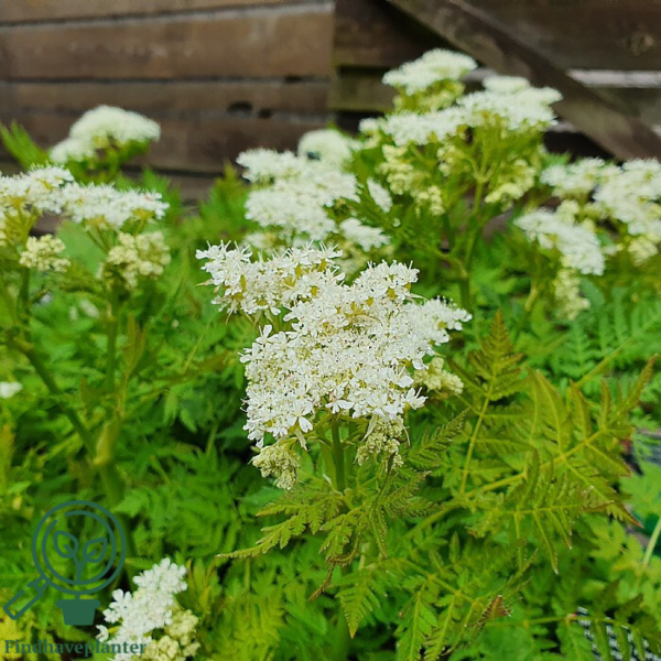 Myrrhis odorata, Spansk kørvel