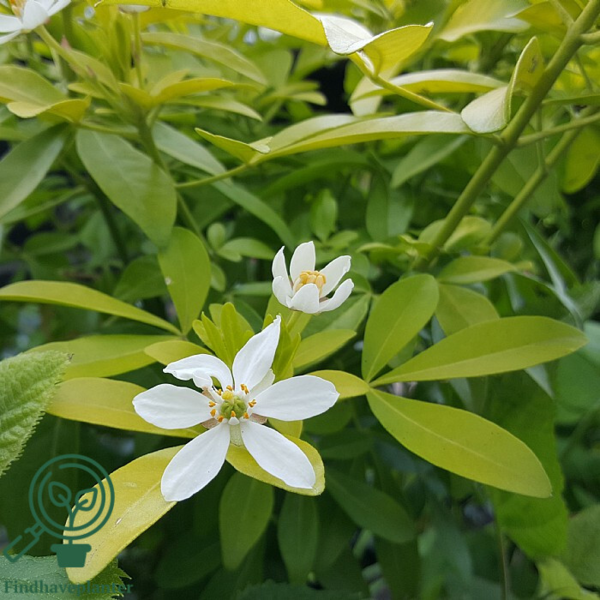 Choisya ter. ‘Sundance’, Mexikansk Orangeblomst