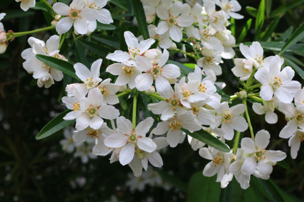 Choisya ter. ‘Sundance’, Mexikansk Orangeblomst