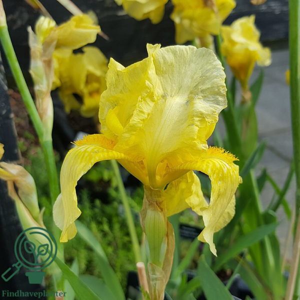 iris germanica 'Sangreal', Iris