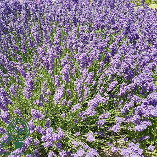 Lavandula angustifolia 'Hidcote Blue', Lavendel