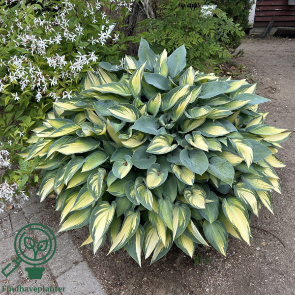 Hosta tardiana 'June'®, Funkia