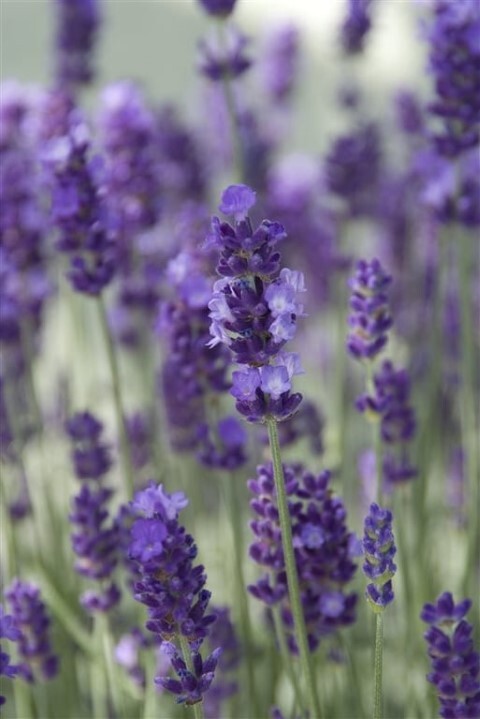 Lavandula angustifolia 'Hidcote Blue', Lavendel