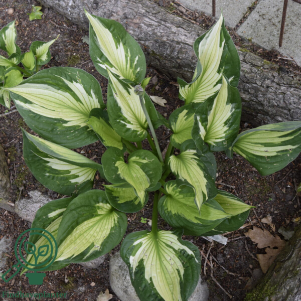 Hosta fortunei 'Whirlwind', Funkia