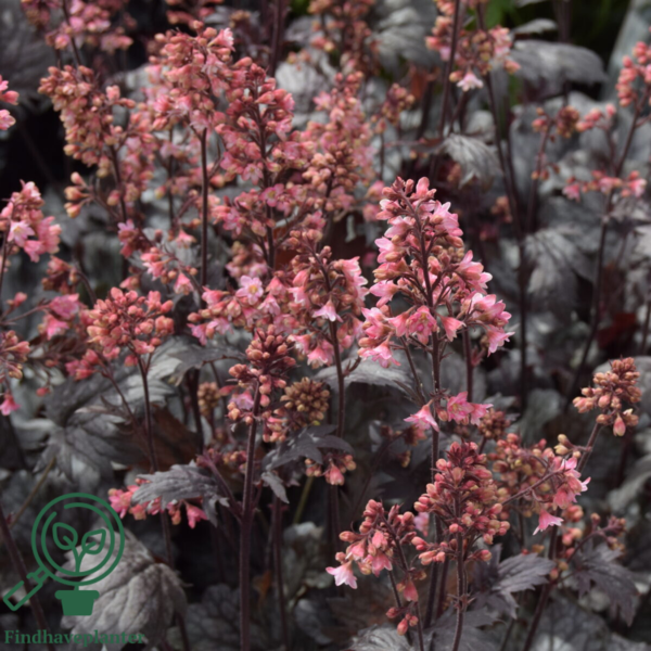 Heuchera hybrid 'Milan'®, Alunrod
