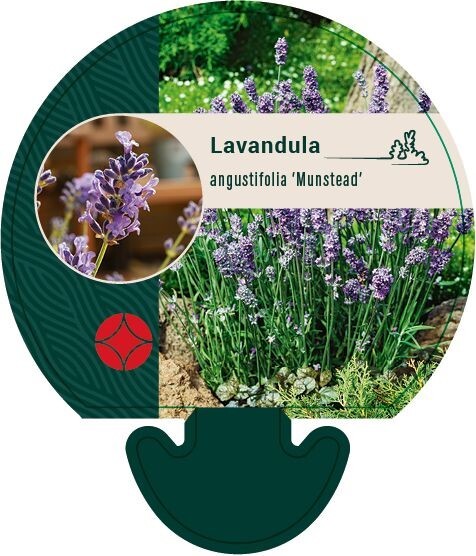 Lavandula angustifolia 'Munstead', Lavendel