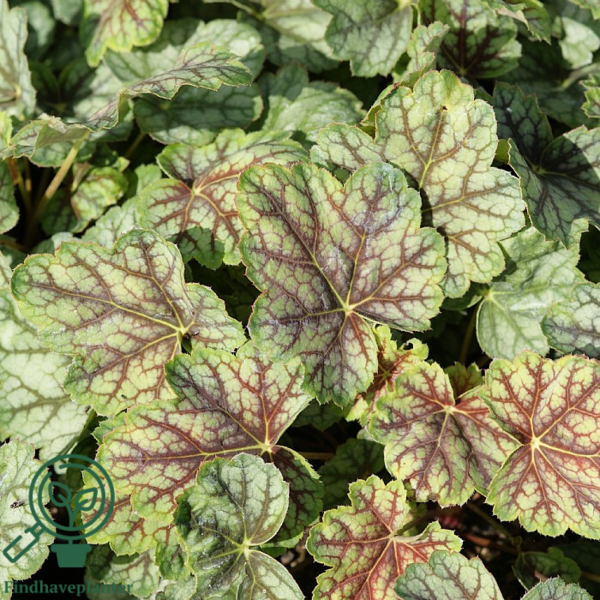 Heuchera hybrid 'Green Spice'®, Alunrod