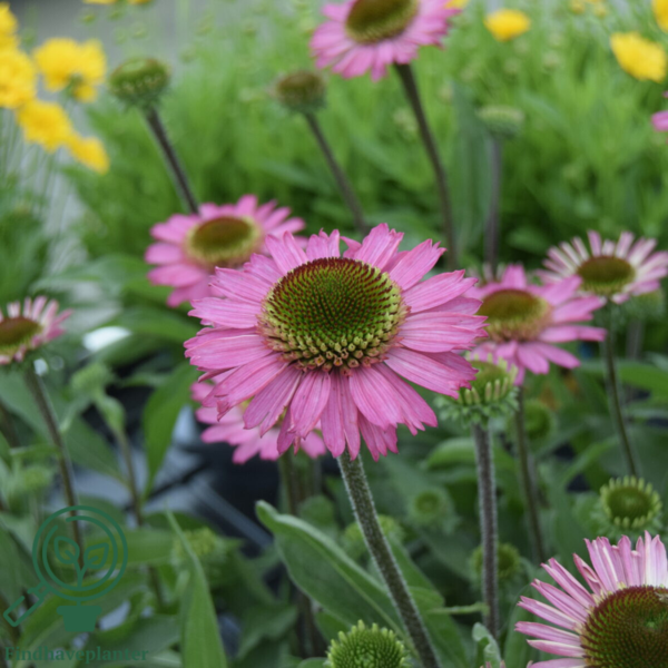 Echinacea hybrid 'Delicious Candy'®, Solhat