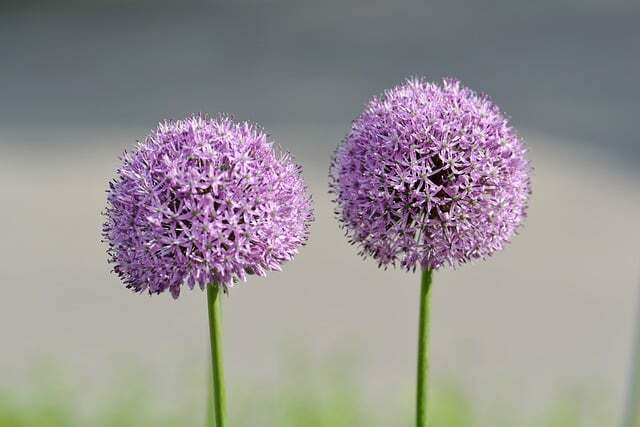 Allium senescens 'Millenium', Prydløg