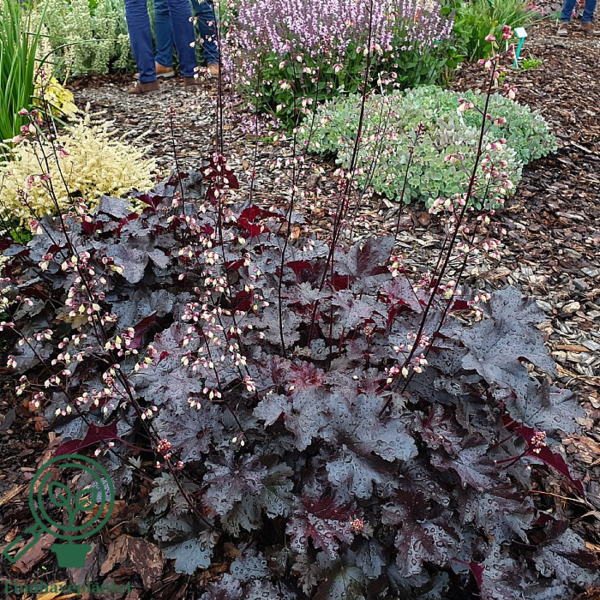 Heuchera hybrid 'Black Pearl'® sortrød, Alunrod