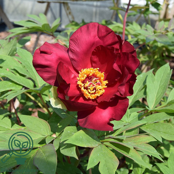 Paeonia itoh-hybrid 'Scarlet Heaven' (Træpæon), Pæon / bonderose / Træpæon