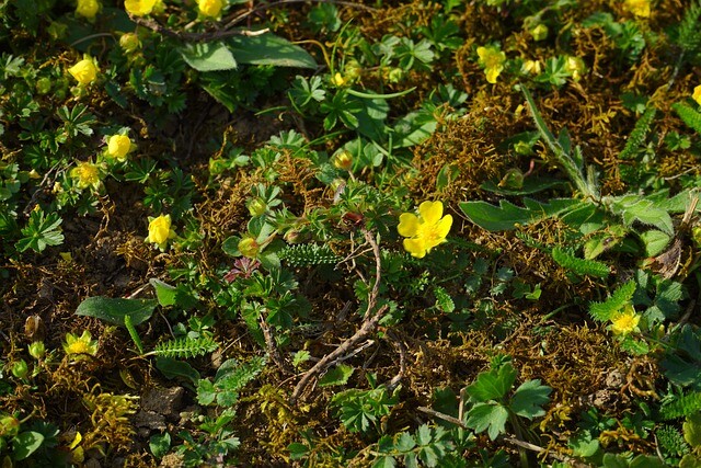 Waldsteinia geoides, Guldjordbær