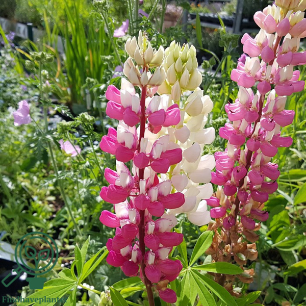 Lupinus polyphyllus 'Schlossfrau'