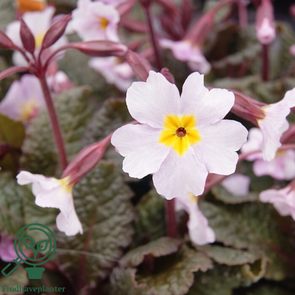 Primula margotae 'Garryarde Guinevere' - mørke blade, Pudeprimula