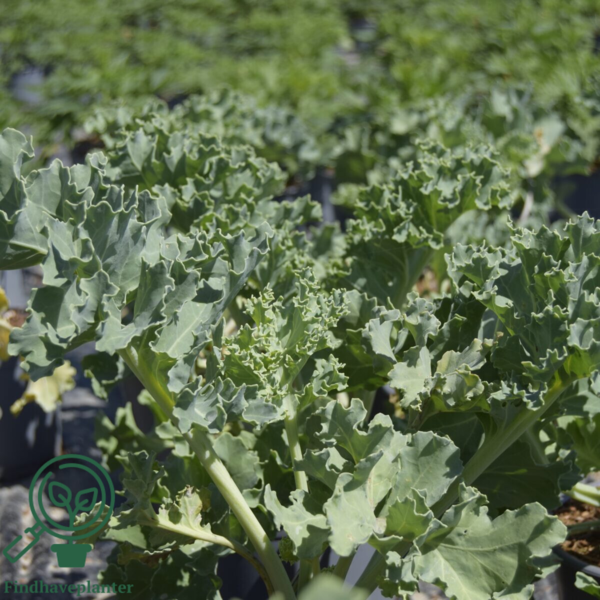 Crambe maritima, Kæmpeslør/Strandkål