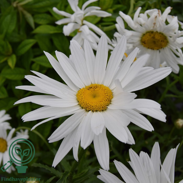 Leucanthemum superbum 'Alaska', Margerit