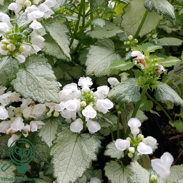Lamium maculatum 'White Nancy', Tvetand