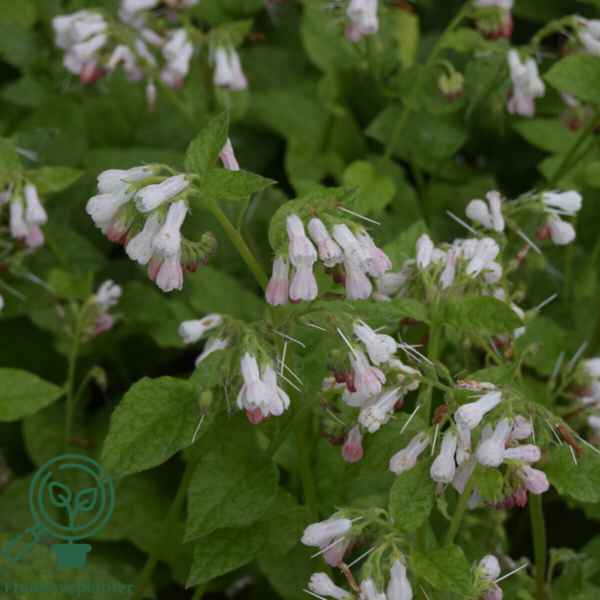 Symphytum grandiflorum, Storblomstret kulsukker