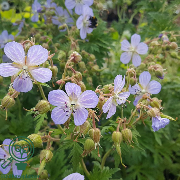 Geranium pratense 'Mrs. Kendall Clark', Storkenæb