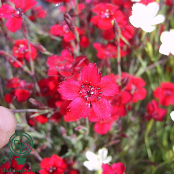 Dianthus deltoides 'Leuchtfunk', Nellike