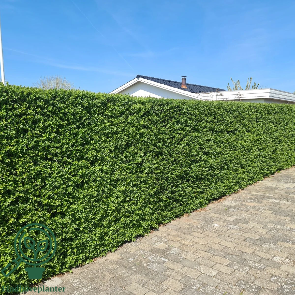 Ligustrum vulgare 'Liga', Alm. liguster (barrods)