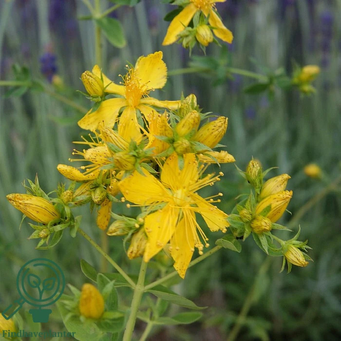 Hypericum perforatum, Perikon