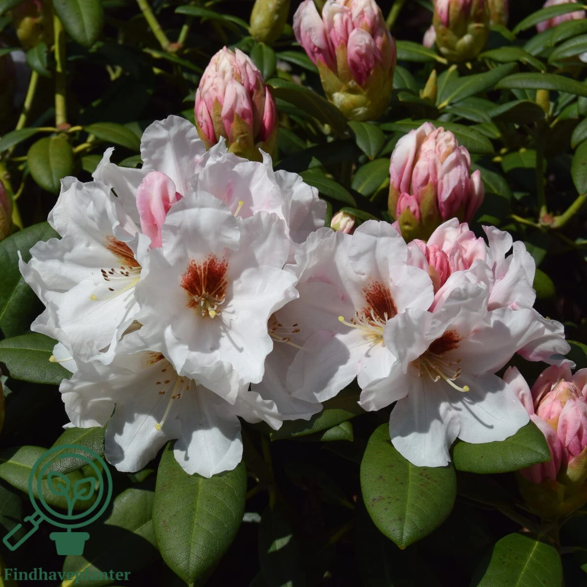 Rhododendron x yakushimanum 'Bohlken's Snow Fire'