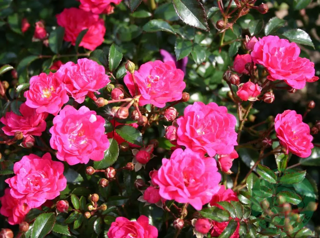 Rosa 'Red Fairy'