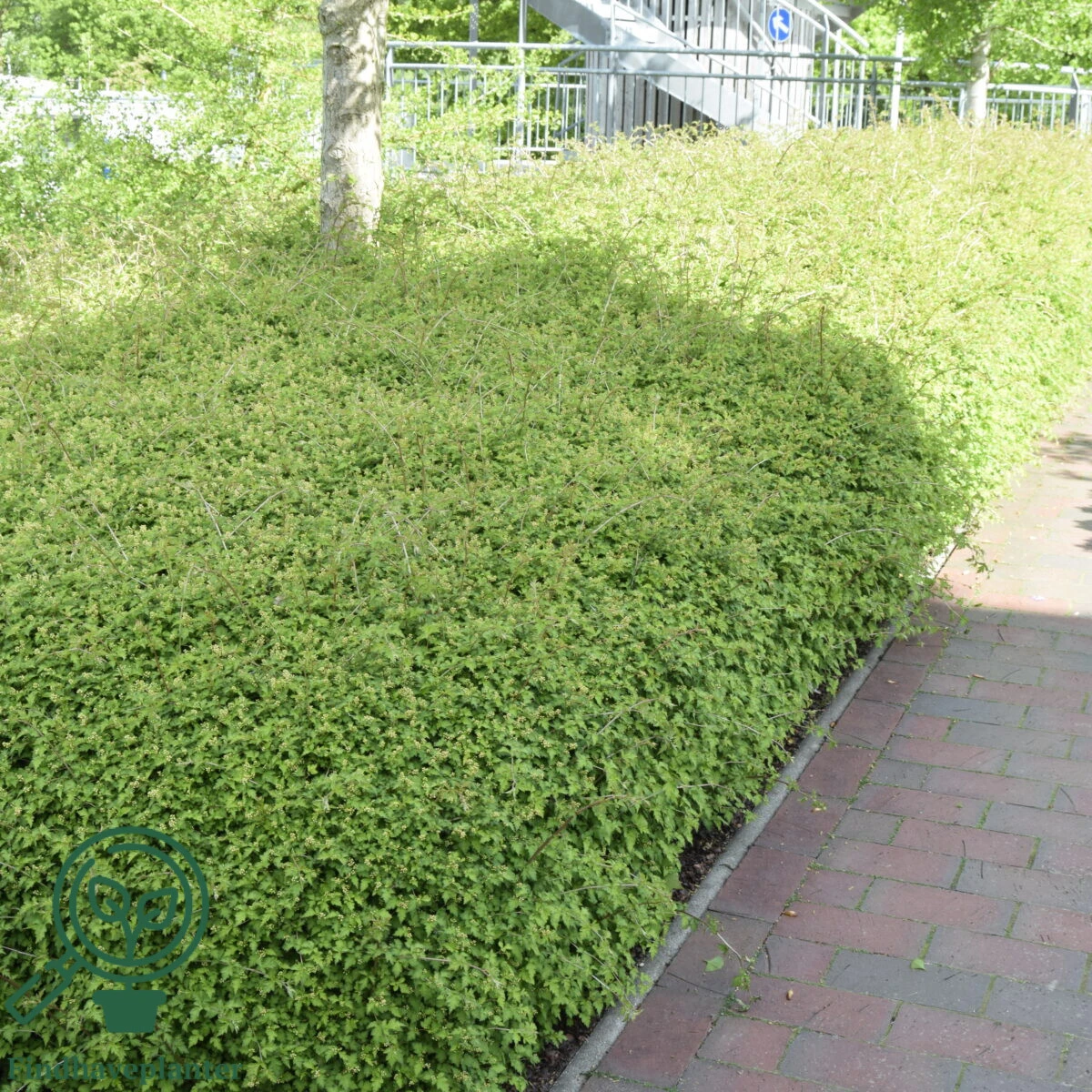 Stephanandra incisa ’Crispa’, Kranstop (barrods)
