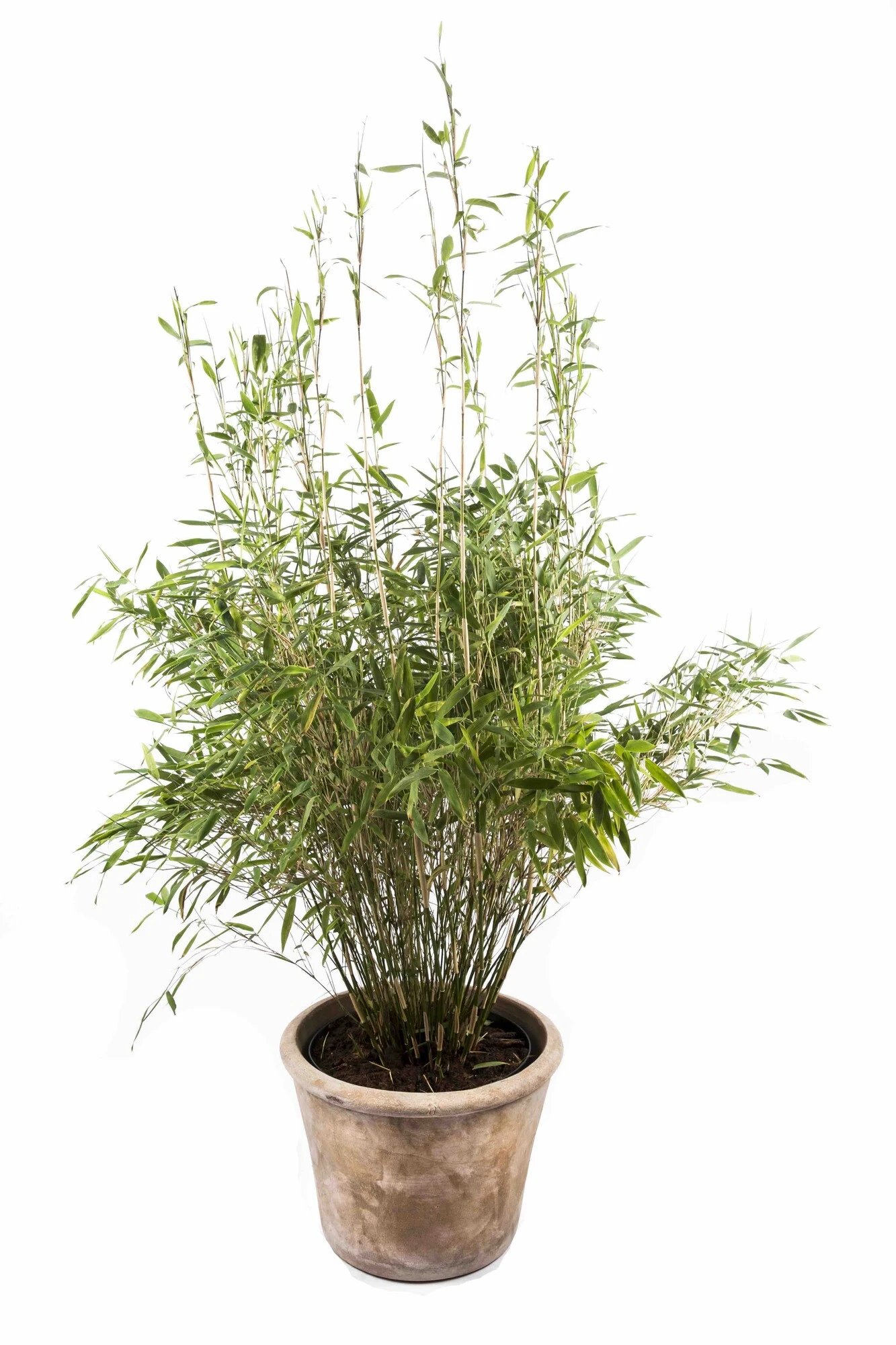 ableger goldfruchtpalme Arecapalme (Goldfruchtpalme) (XL) kaufen