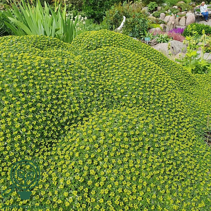 Azorella trifurcata, Trefliget Gummipude
