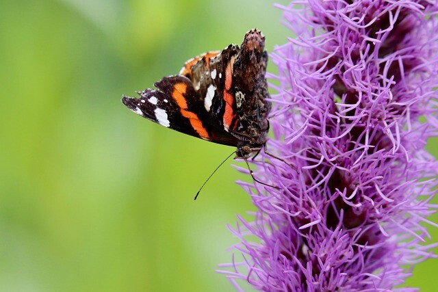 Liatris spicata, Pragtskær