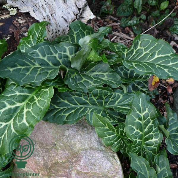 Arum italicum, Italiensk Ingefær