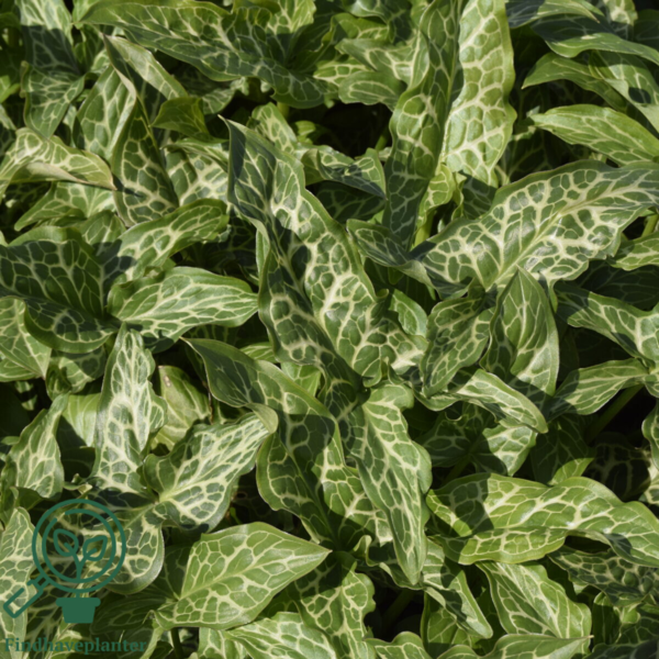 Arum italicum, Italiensk Ingefær