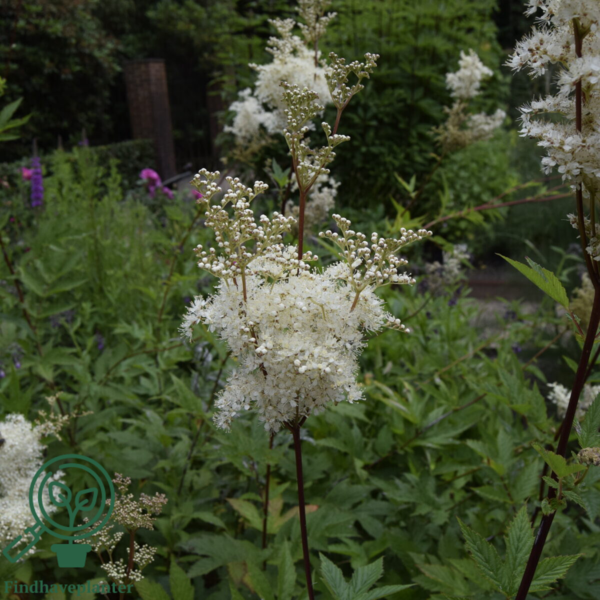 Filipendula ulmaria, Mjødurt