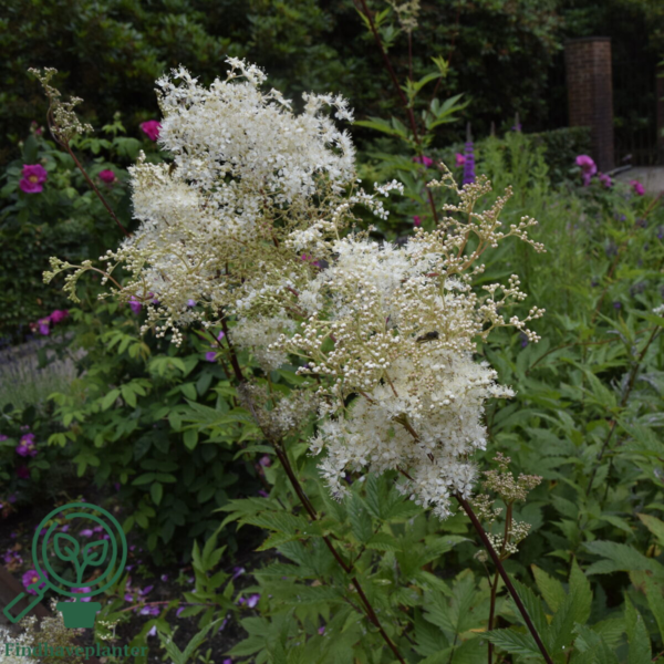 Filipendula ulmaria, Mjødurt